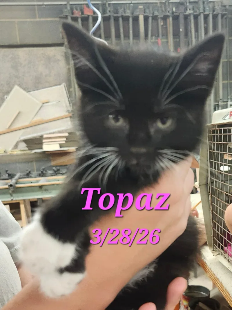 A baby small-sized female Black White Domestic Short Hair cat named Topaz for adoption