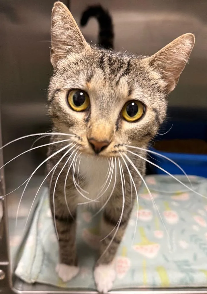 A young small-sized female Domestic Short Hair cat named Chicken Salad for adoption in Ocala, FL