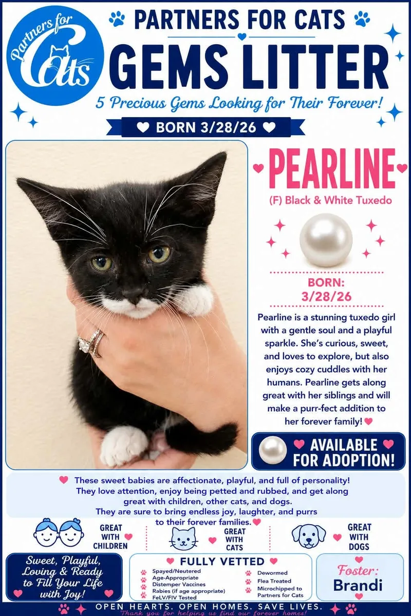 A baby small-sized female Black White Domestic Short Hair cat named Pearline for adoption