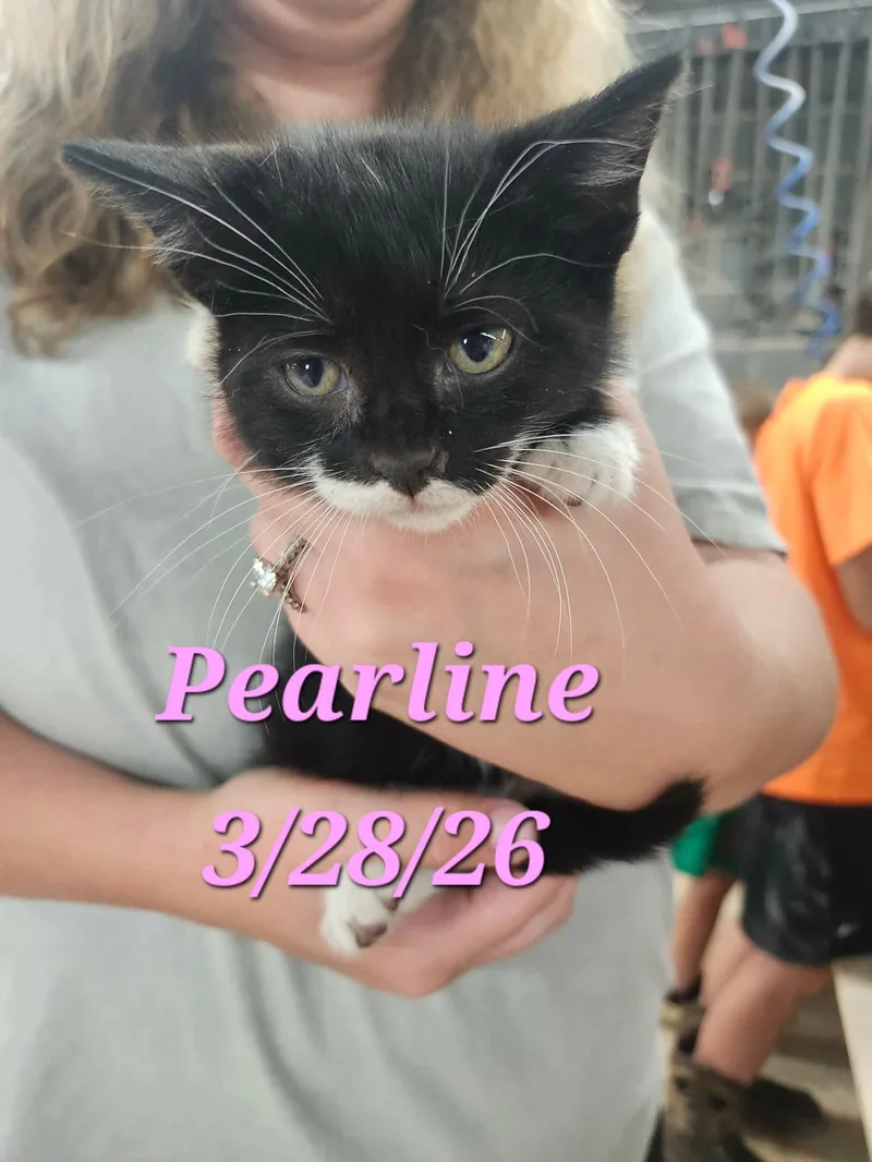 Pearline thumbnail 2