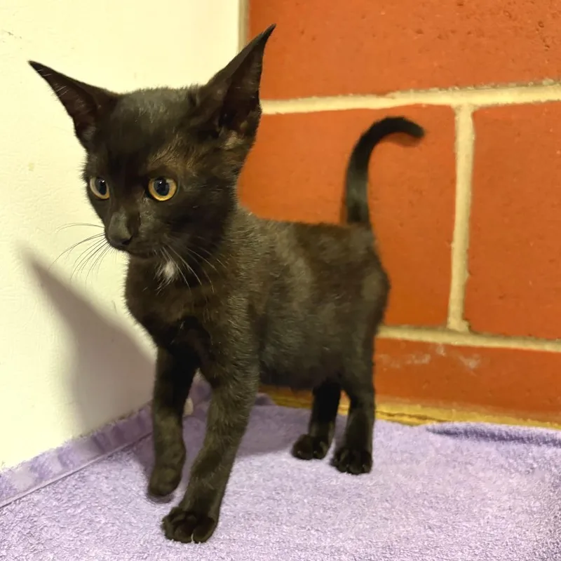 A baby small-sized female Black Domestic Short Hair cat named Kipper for adoption in Cabot, AR