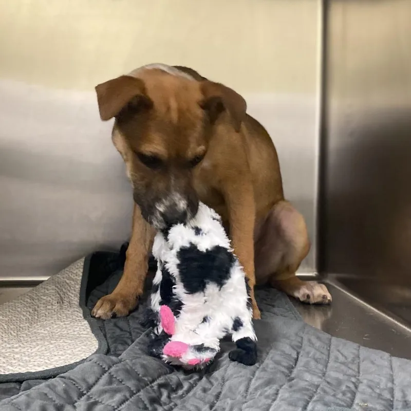A baby small-sized male Brown / Chocolate Mixed Breed dog named Norman for adoption in Columbus, GA