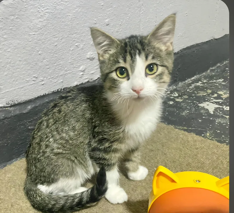 A baby medium-sized female Brown / Chocolate Domestic Short Hair cat named Poppy for adoption in Benson, MN