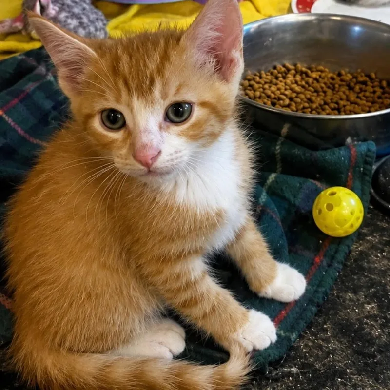 A baby medium-sized male Tabby (Orange / Red) Domestic Short Hair cat named Sunstone for adoption in Sauk City, WI