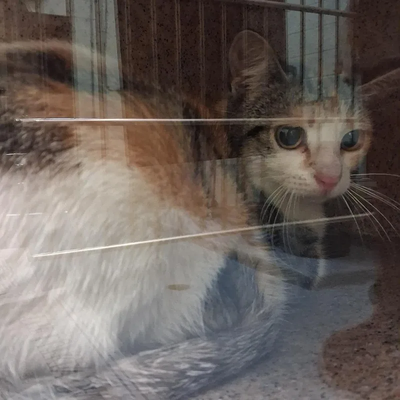 An adult medium-sized female Calico Domestic Short Hair cat named Fireball for adoption in Lufkin, TX