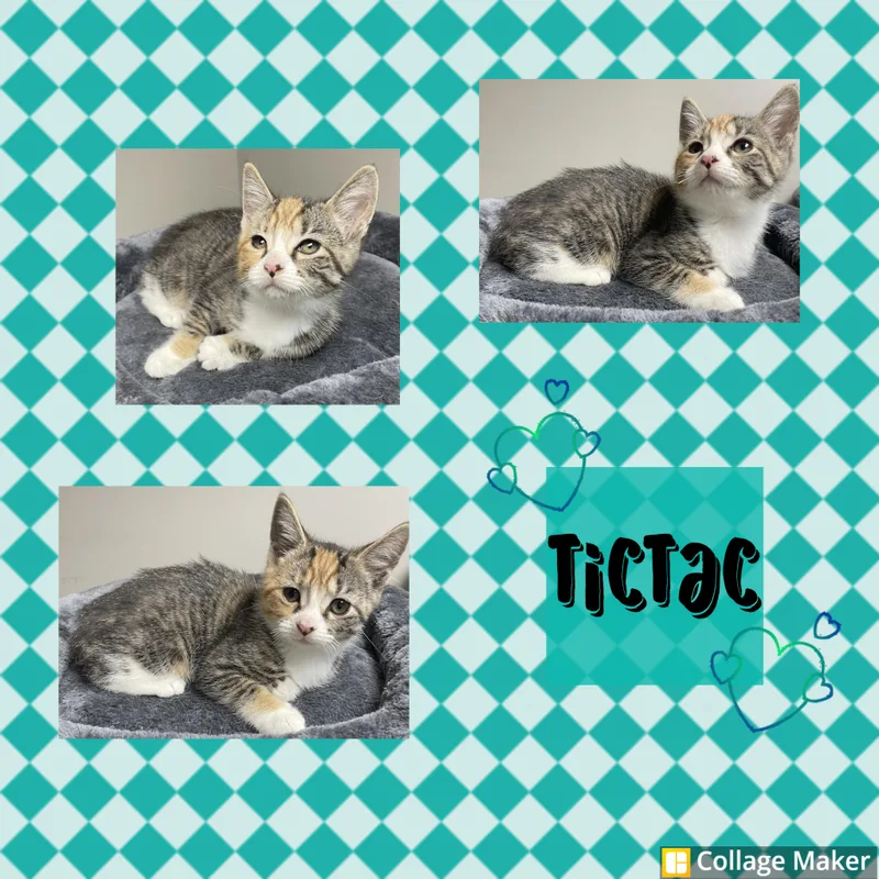 A young medium-sized female Domestic Short Hair cat named Tic Tac for adoption in Clearfield, PA