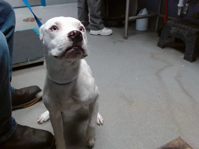 A young medium-sized female Pit Bull Terrier dog named Rachel for adoption in Albuquerque, NM