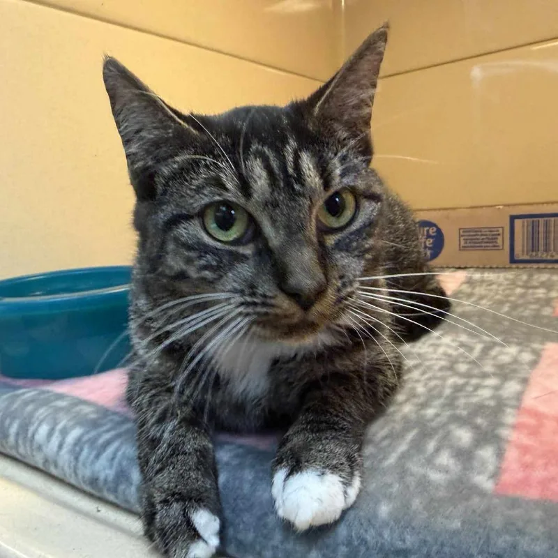 A young medium-sized female Torbie Domestic Medium Hair cat named Ketchup for adoption in Beckley, WV