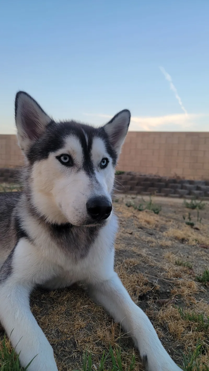 Samson thumbnail 3