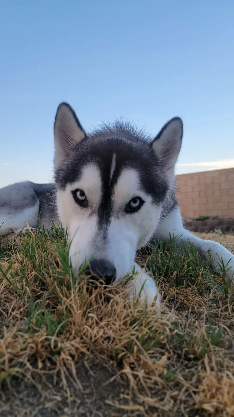 A young large-sized male Black and white Siberian Husky dog named Samson for adoption