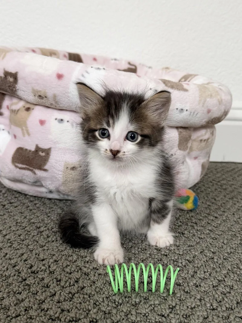 A baby medium-sized male Gray / Blue / Silver Domestic Short Hair cat named Teddy for adoption in Fort Worth, TX