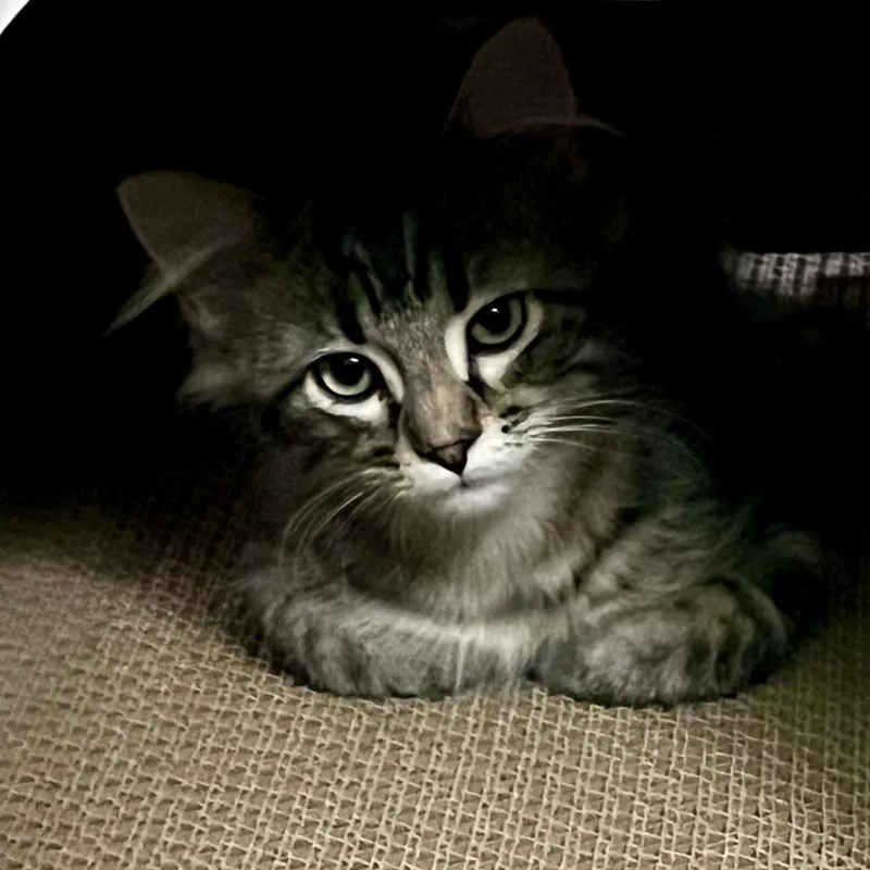 A baby small-sized male Tabby (Brown / Chocolate) Domestic Medium Hair cat named Sprinkles for adoption in Rochester, MN