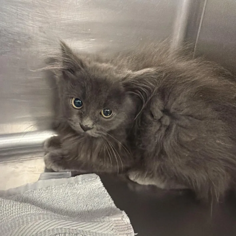 Little Luna thumbnail 2