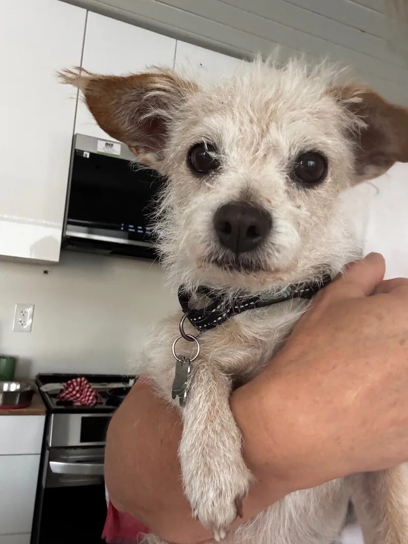An adult small-sized male tan Terrier dog named Mattie for adoption
