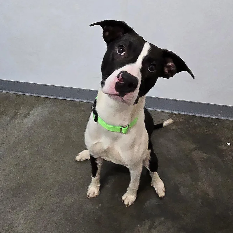 A baby medium-sized male Black Mixed Breed dog named Thurston for adoption in Owosso, MI