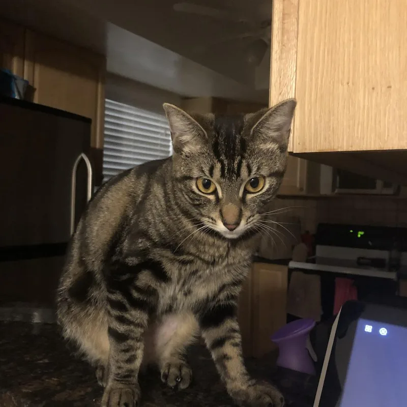 A senior large-sized female Domestic Short Hair cat named Avery for adoption in West Palm Beach, FL