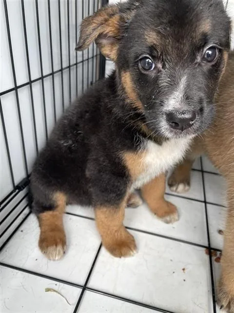 A baby small-sized male Australian Cattle Dog / Blue Heeler dog named A for adoption in Houston, TX