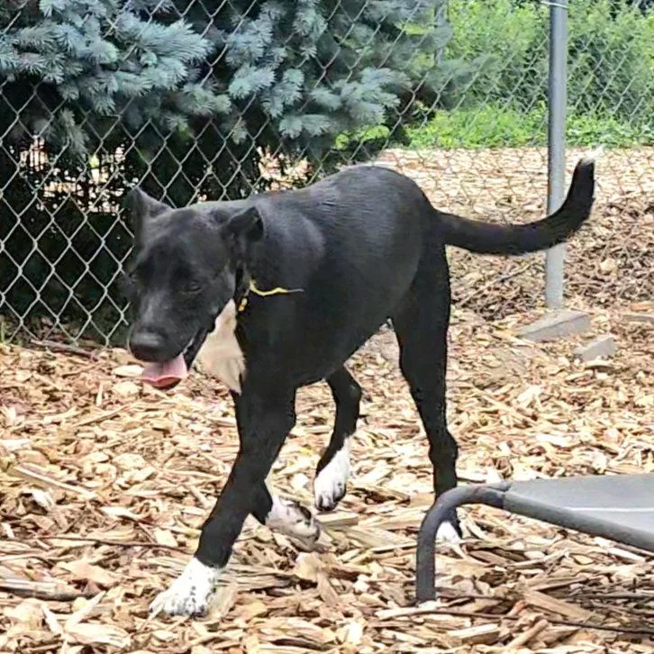 A young medium-sized female Black Labrador Retriever dog named Tippy for adoption in Ringwood, NJ