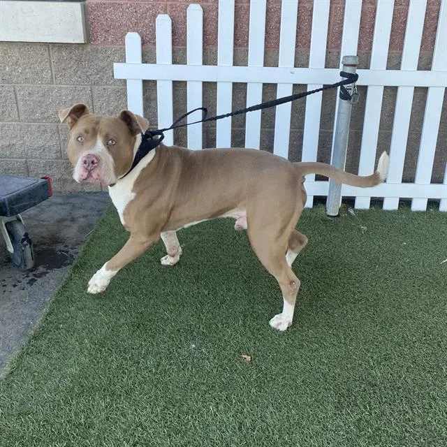 An adult large-sized male Pit Bull Terrier dog named Canelo for adoption in Modesto, CA