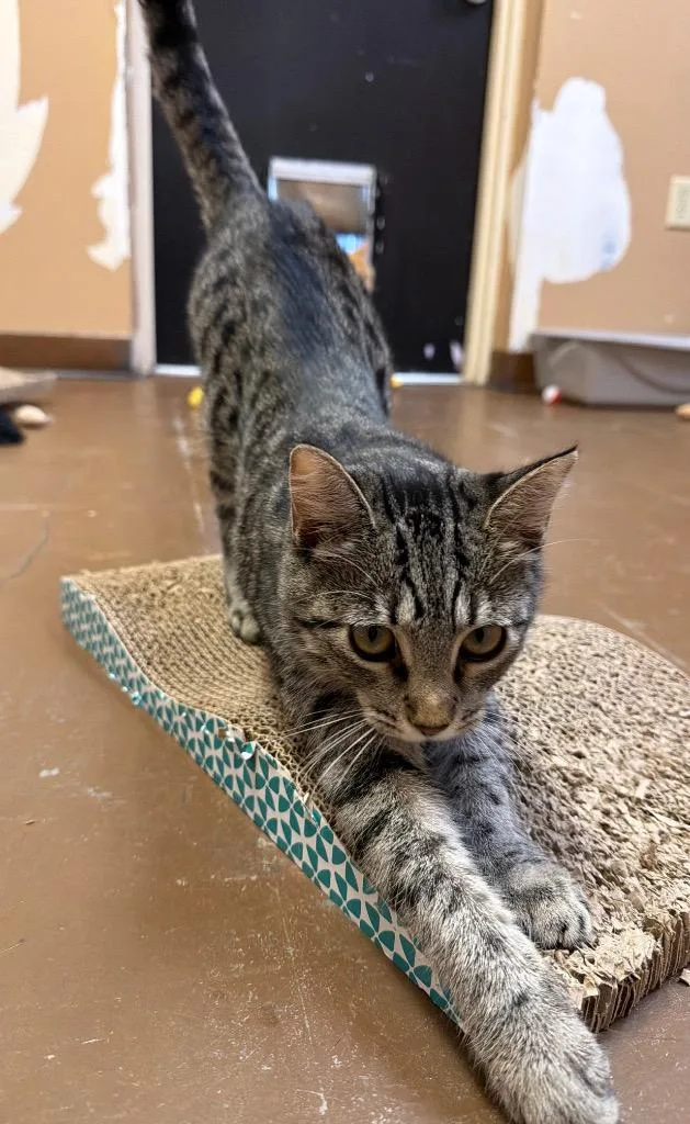 Miss Daredevil Petsupermarket