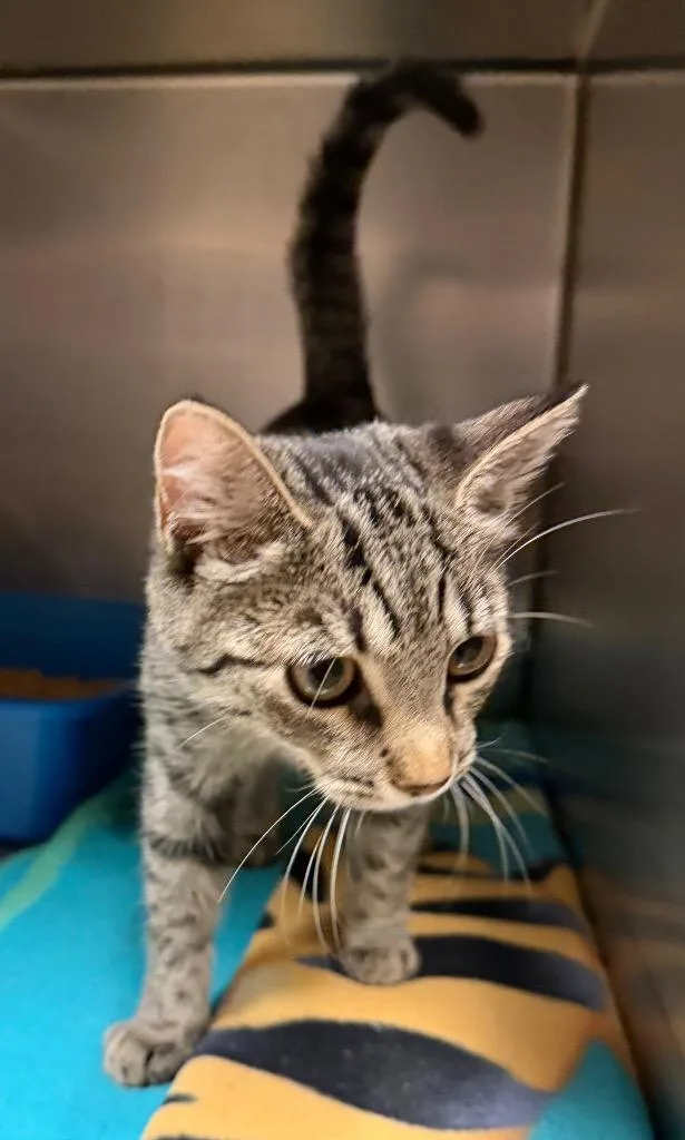 Miss Daredevil Petsupermarket thumbnail 2