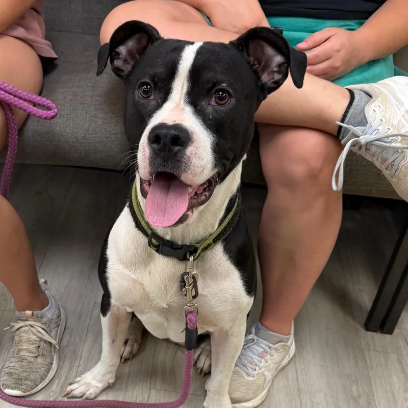 An adult medium-sized male Black Pit Bull Terrier dog named Mr. Rogers for adoption in Cleveland, MS