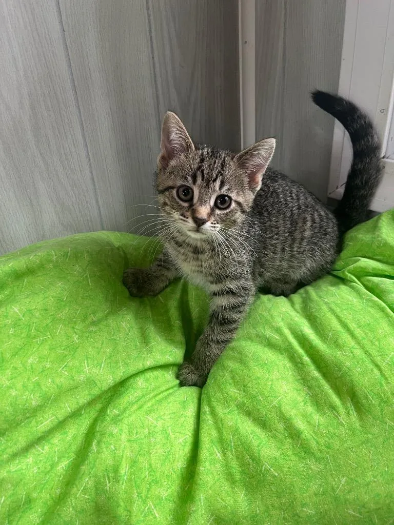 A baby small-sized male Domestic Short Hair cat named King Tut for adoption in Pierceton, IN