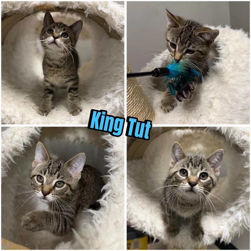 King Tut thumbnail 3