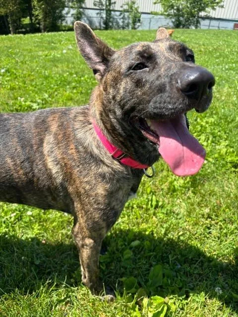 A young medium-sized female Dutch Shepherd dog named Luna for adoption in Bloomington, IN