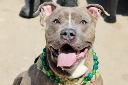 An adult large-sized male Tan and White American Staffordshire Terrier dog named Archer for adoption