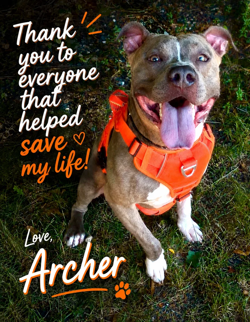Archer thumbnail 4