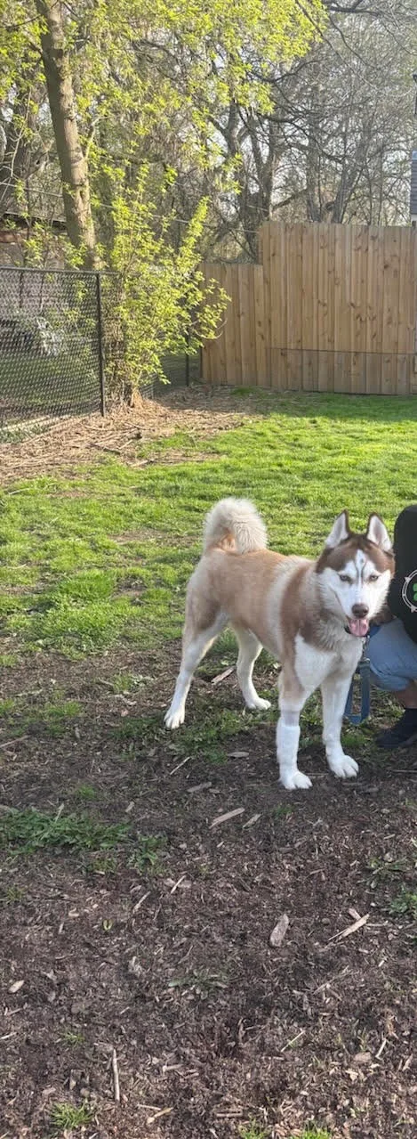 A young large-sized male BROWN AND WHITE Husky dog named Bert for adoption