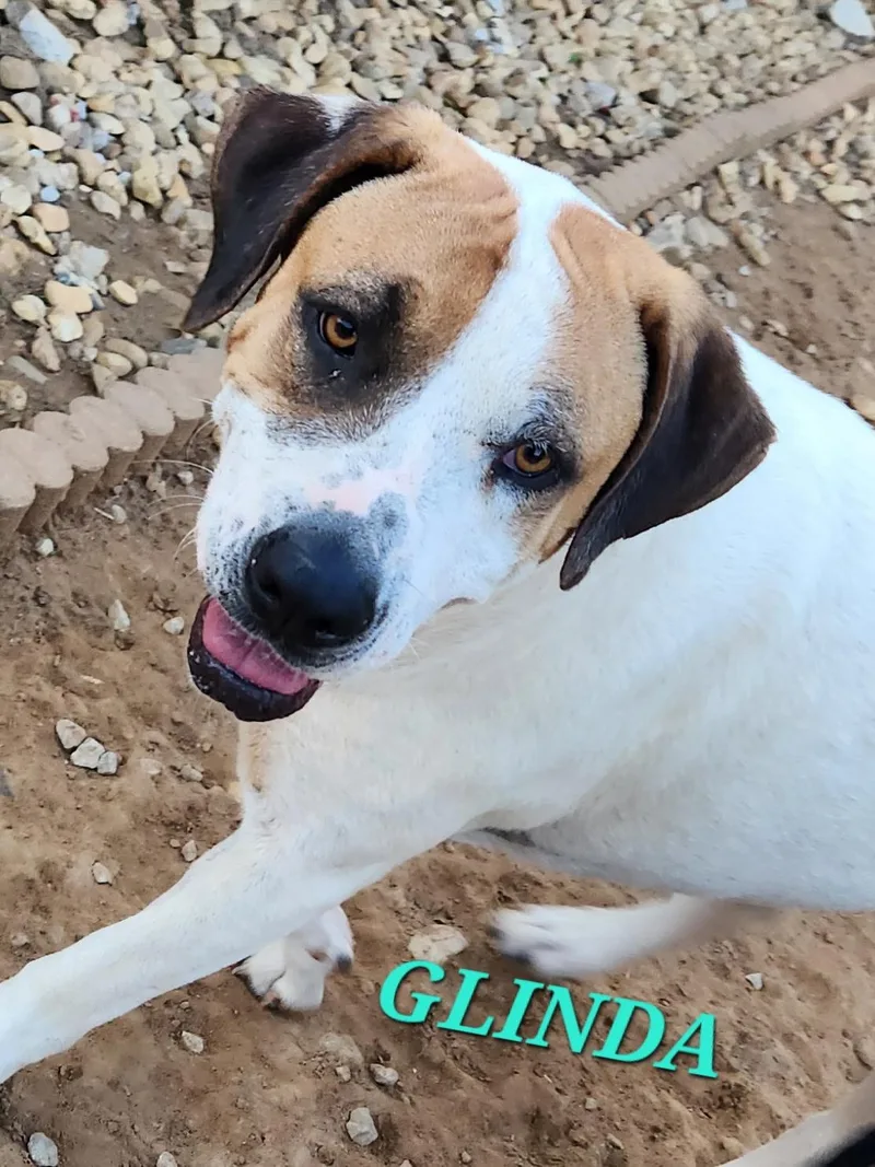 Glinda