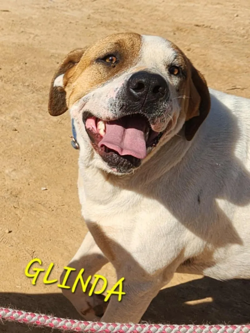 Glinda thumbnail 3