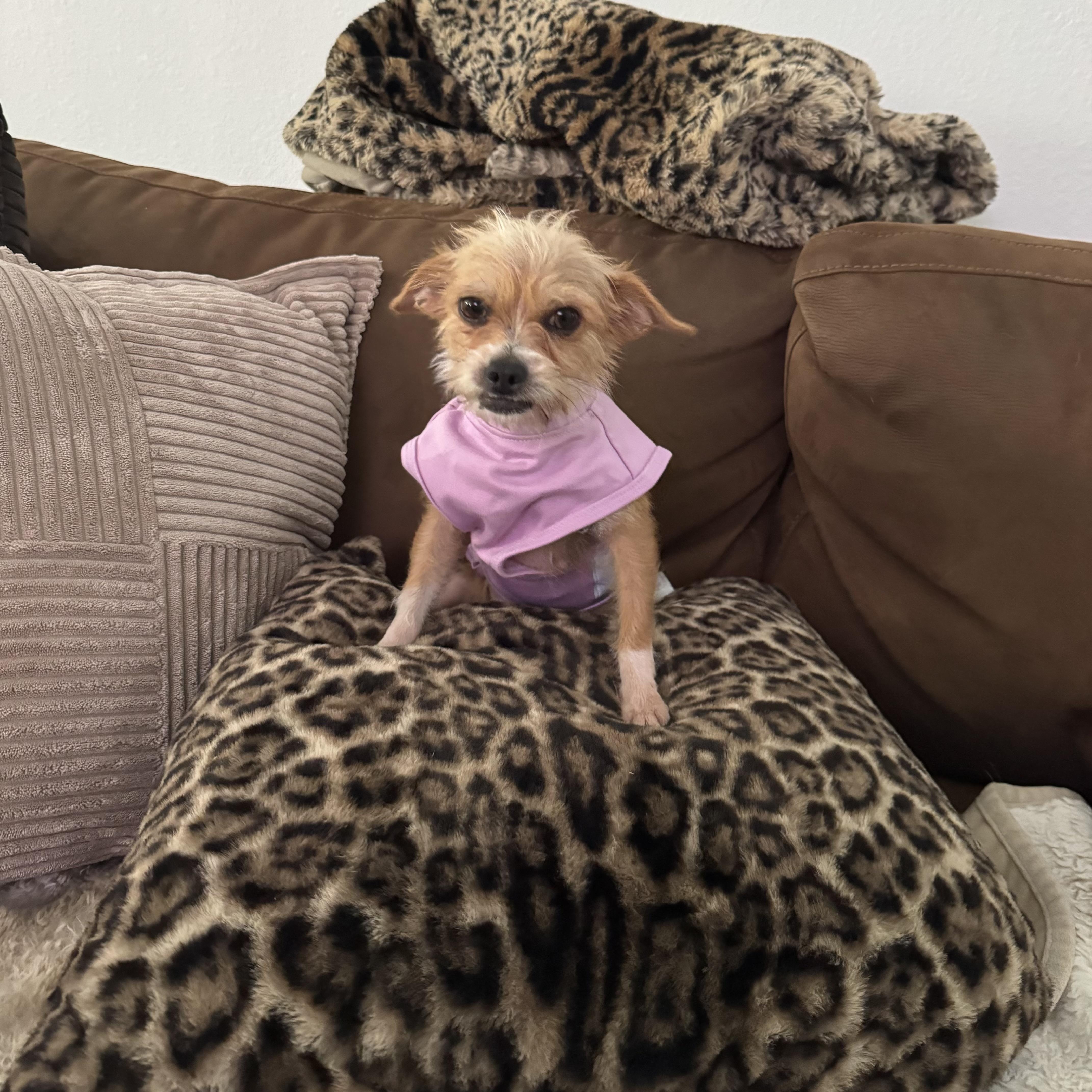 An adult small-sized female Terrier dog named Endora for adoption in Alvin, TX