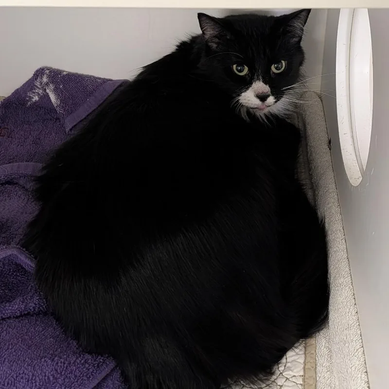A senior extra large-sized male Black Domestic Short Hair cat named Claudio for adoption in Philadelphia, PA