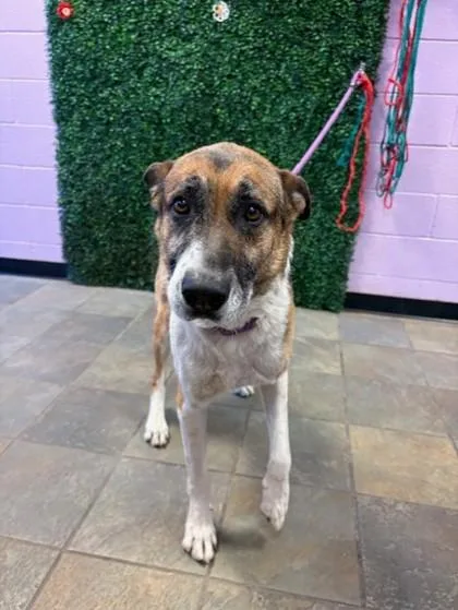 A senior medium-sized male Brown / Chocolate German Shepherd Dog dog named Rush for adoption in El Paso, TX