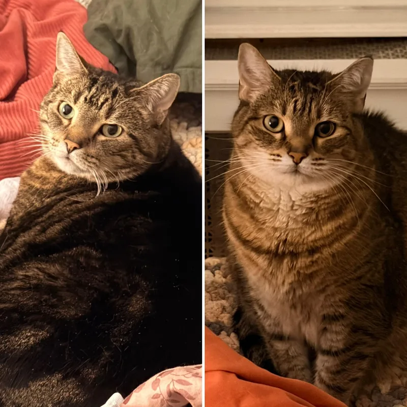 A senior large-sized female Tabby (Brown / Chocolate) Domestic Short Hair cat named Mocha & Lacey for adoption in Lemoyne, PA