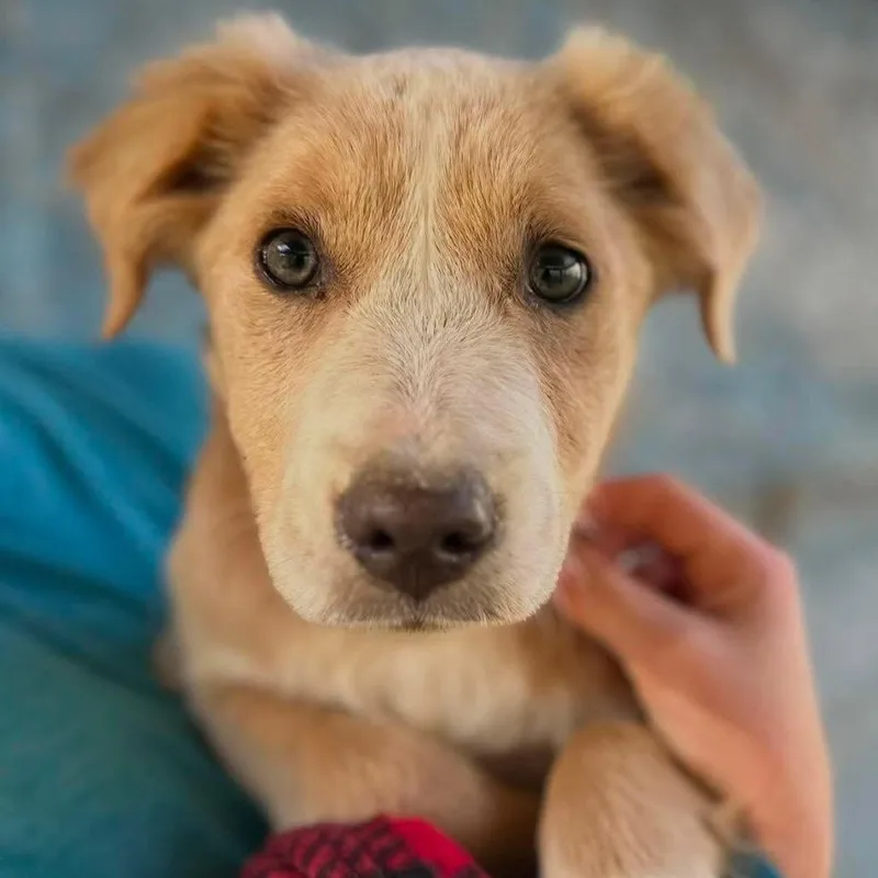 A young medium-sized female Yellow / Tan / Blond / Fawn Labrador Retriever dog named Sahara for adoption in Long Island City, NY