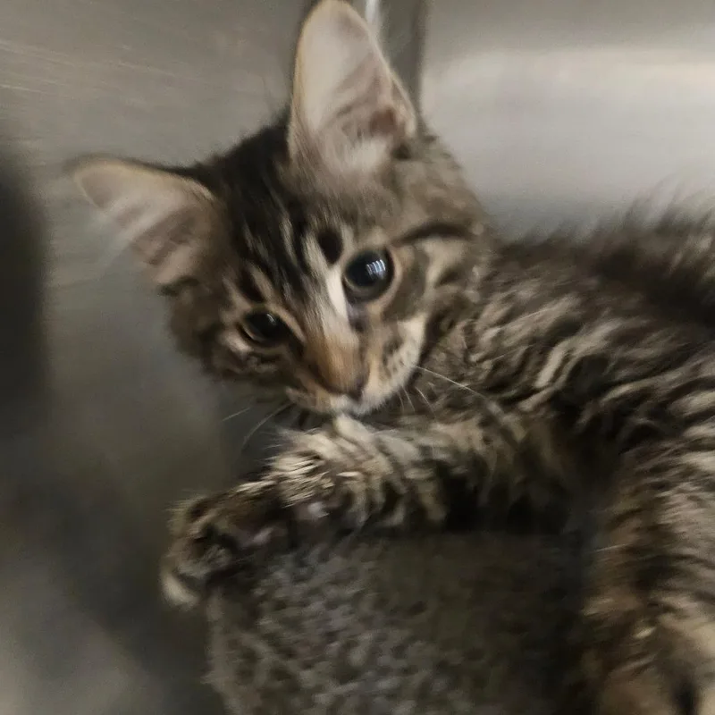 A baby small-sized female Brown / Chocolate Domestic Medium Hair cat named Venus for adoption in Grantsville, UT