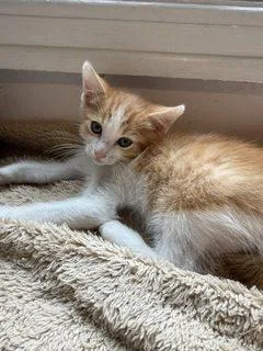 A baby small-sized male Domestic Short Hair cat named Waffles for adoption in Fishers, IN