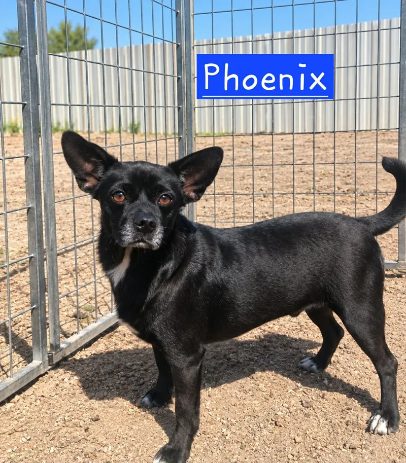 Phoenix thumbnail 2