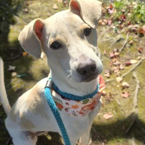 An adult medium-sized male White / Cream Yellow Labrador Retriever dog named Atlas GCH for adoption in Rockaway, NJ