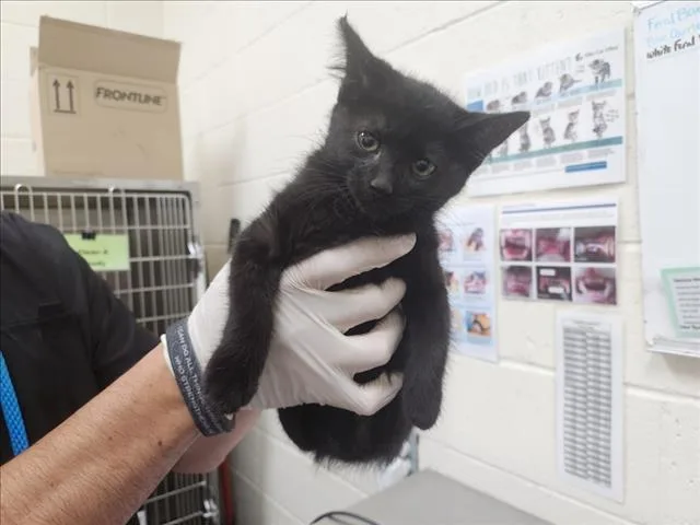 A baby small-sized female Domestic Short Hair cat named Melody for adoption in Santa Fe, NM