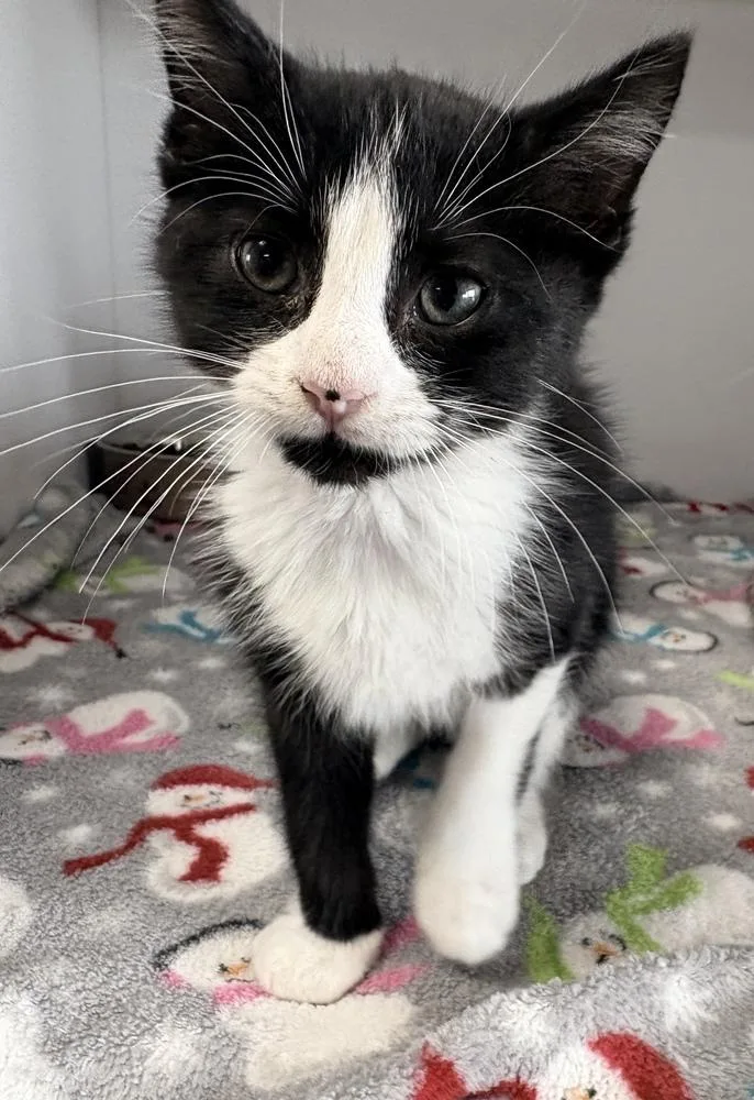 A baby small-sized male Domestic Short Hair cat named Batman for adoption in Bolivar, MO