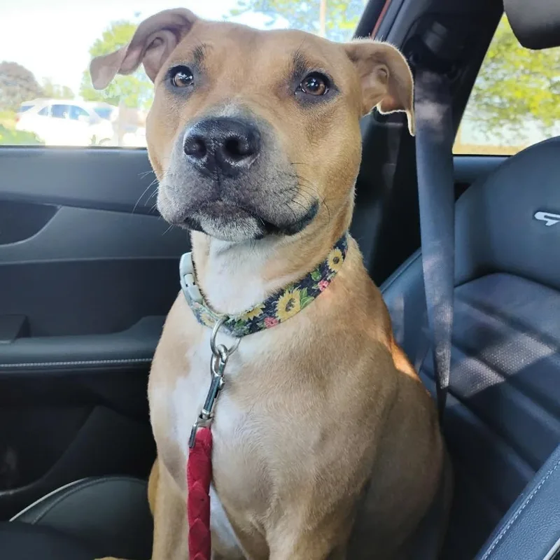 An adult large-sized female Yellow / Tan / Blond / Fawn Mixed Breed dog named Lucy for adoption in DeKalb, IL