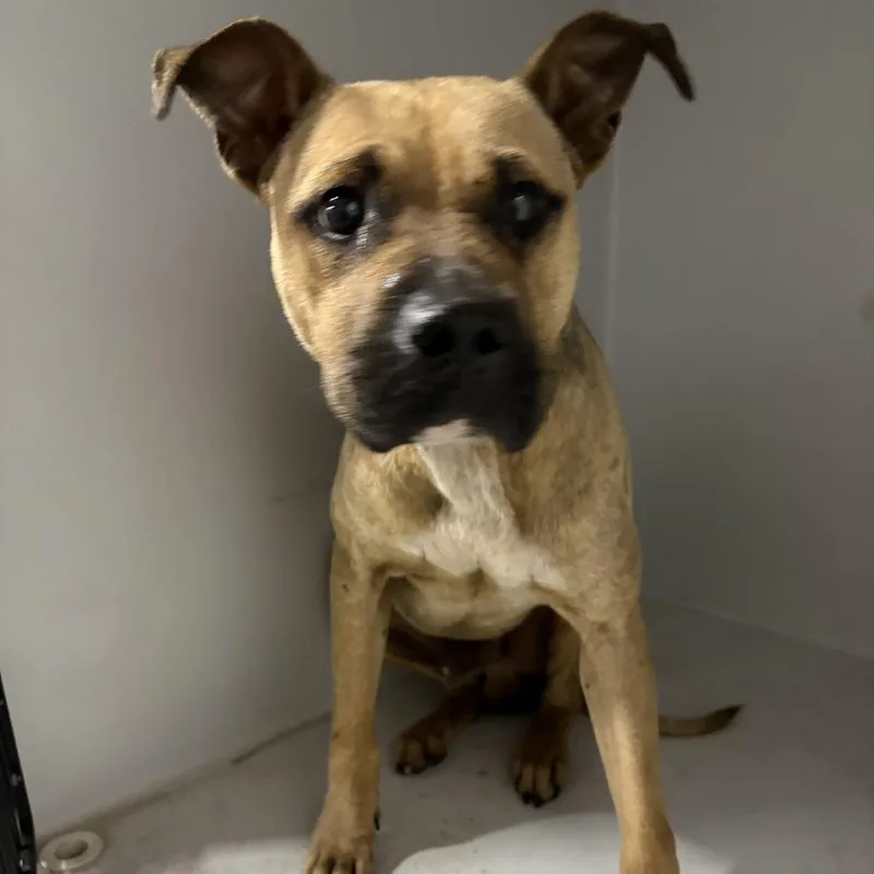 A young medium-sized male Brown / Chocolate Mixed Breed dog named Deep Eddy for adoption in Austin, TX