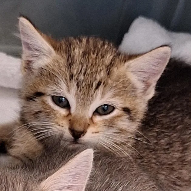 A baby small-sized female Buff / Tan / Fawn Domestic Short Hair cat named Lacey for adoption in Montgomery, AL