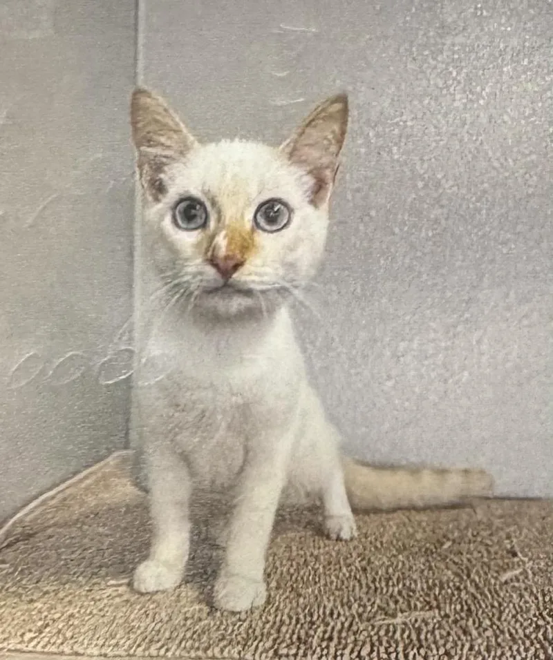 A young small-sized male Orange & White Domestic Short Hair cat named Simon for adoption in Fort Madison, IA