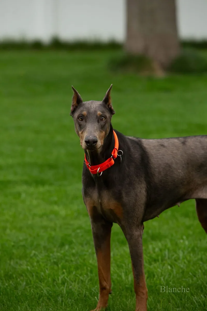 An adult large-sized female Gray / Blue / Silver Doberman Pinscher dog named Blanche for adoption in Louisville, KY